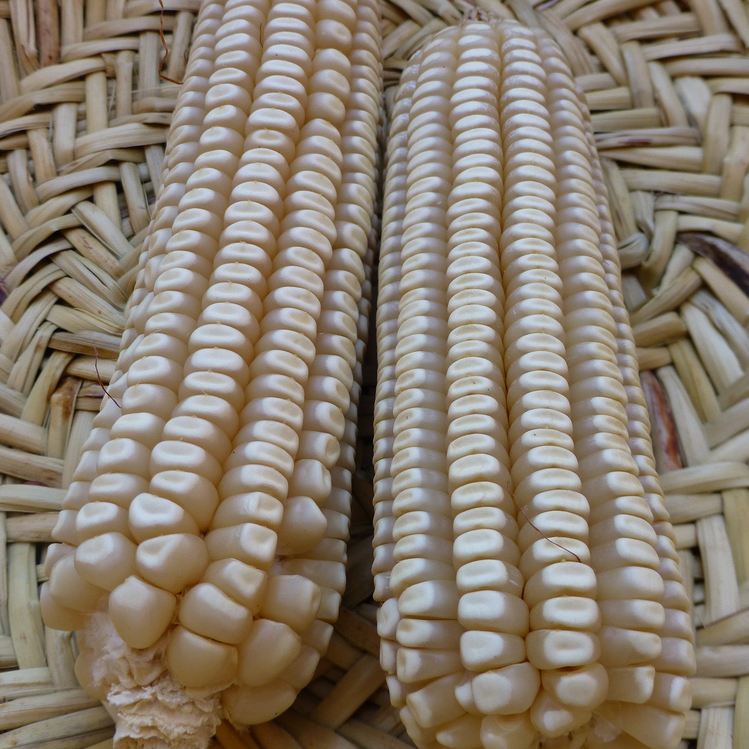 NASS > Mayo – Native-Seeds-Search