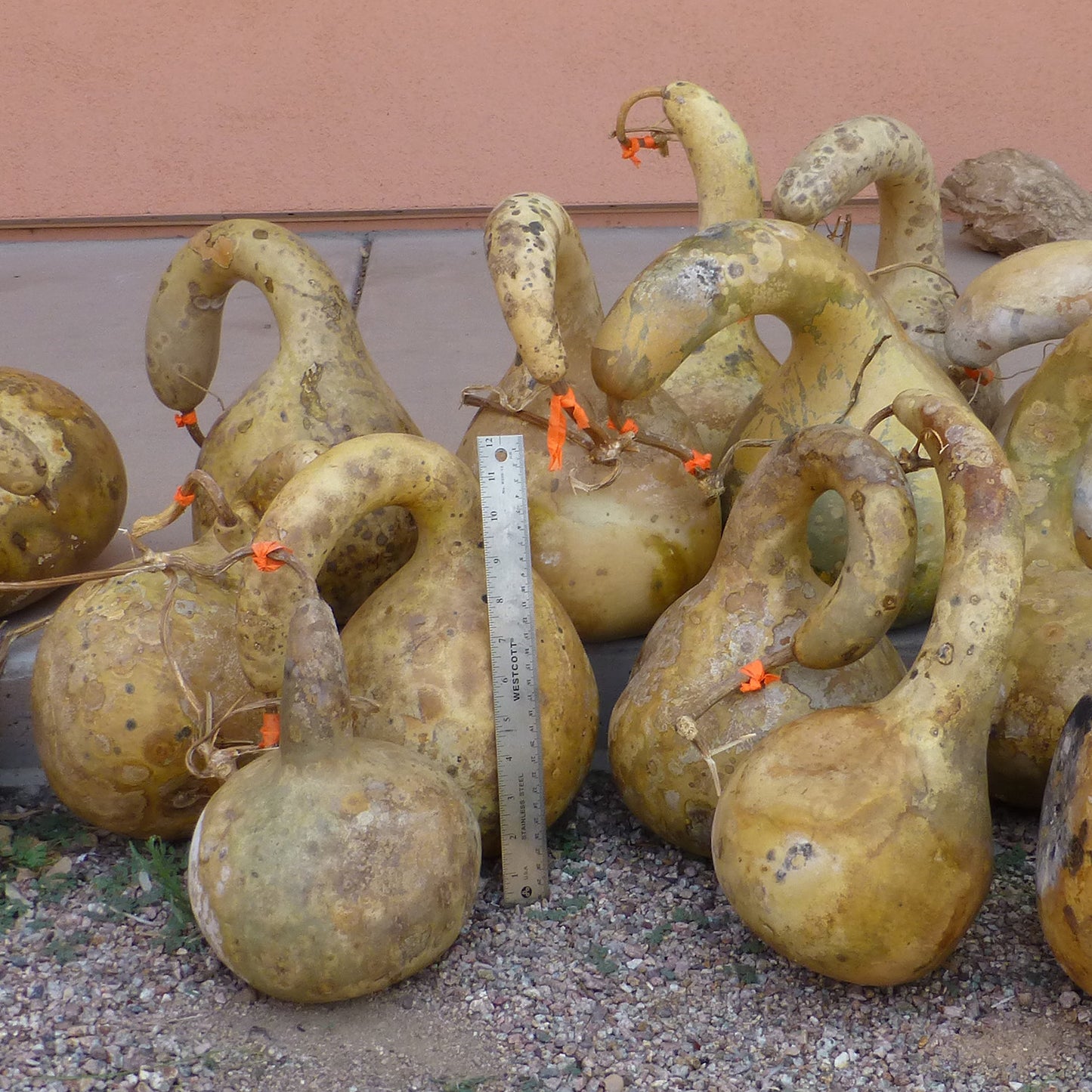Load image into Gallery viewer, Mesilla Large Dipper Gourd
