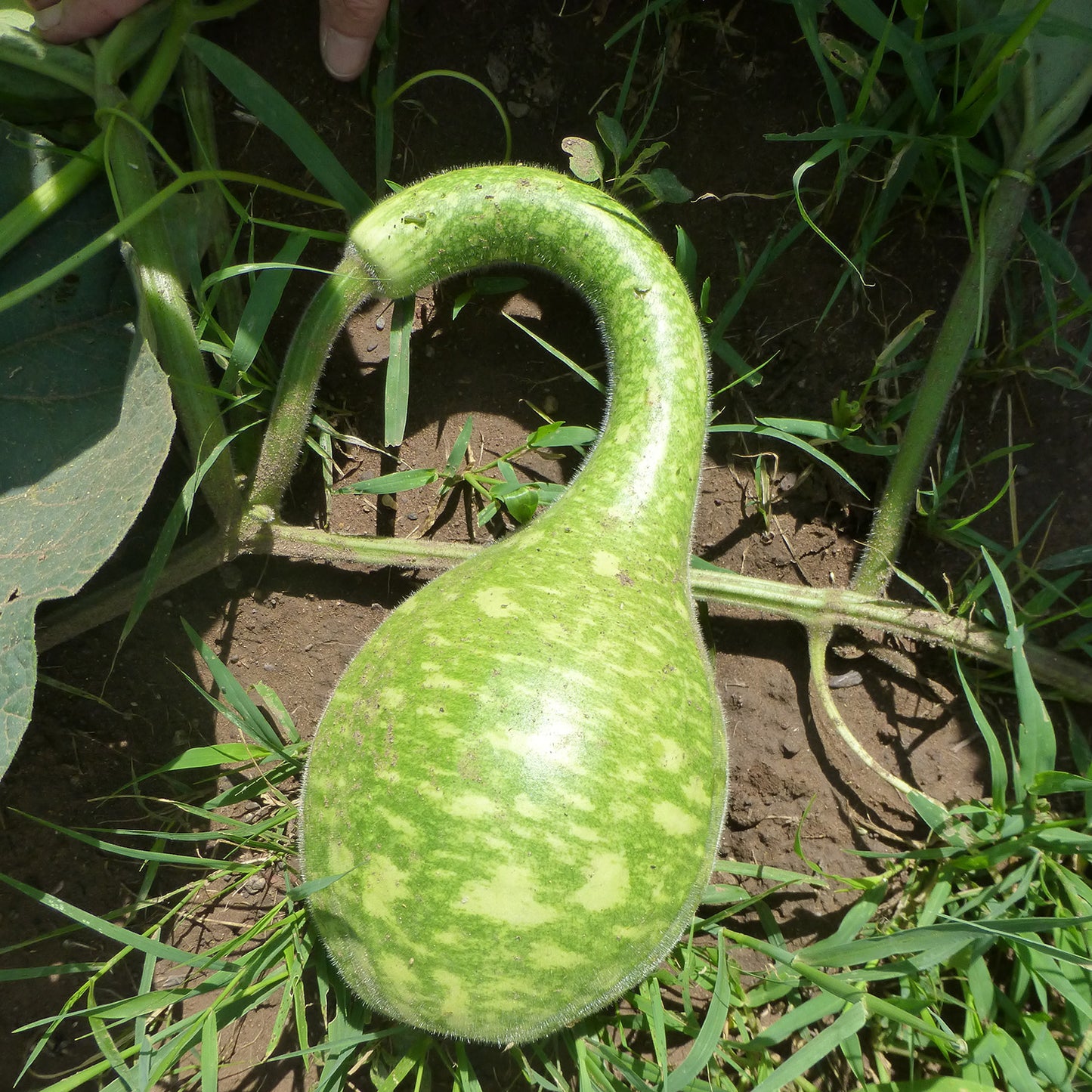 Load image into Gallery viewer, Mesilla Large Dipper Gourd
