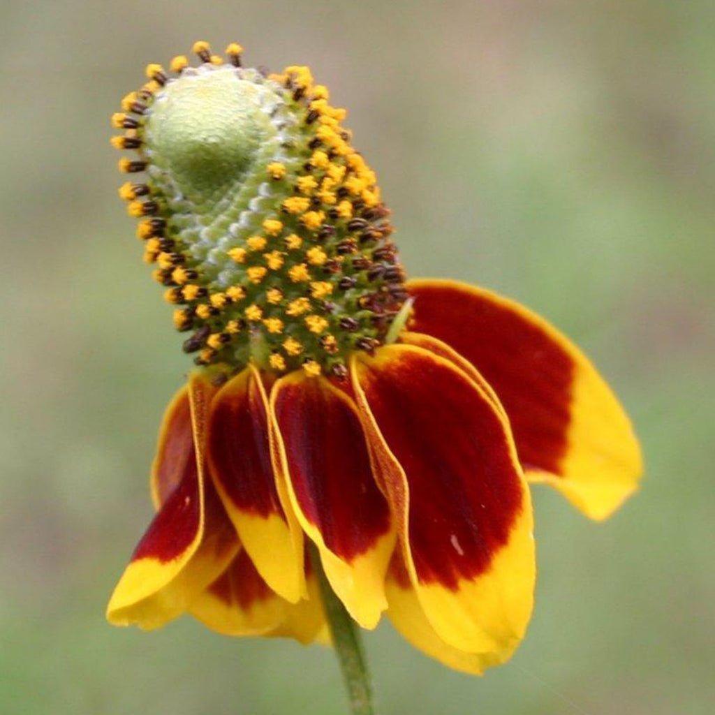 mexican hat succulent Mexican Hat (Red) – Native-Seeds-Search