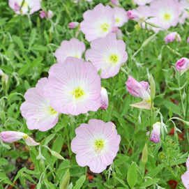 primrose markisen Mexican Evening Primrose