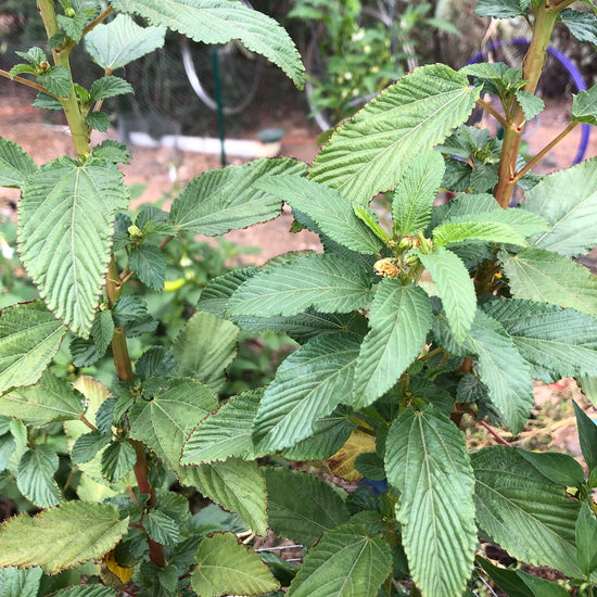 molokhia plant seeds Molokhia – Native-Seeds-Search