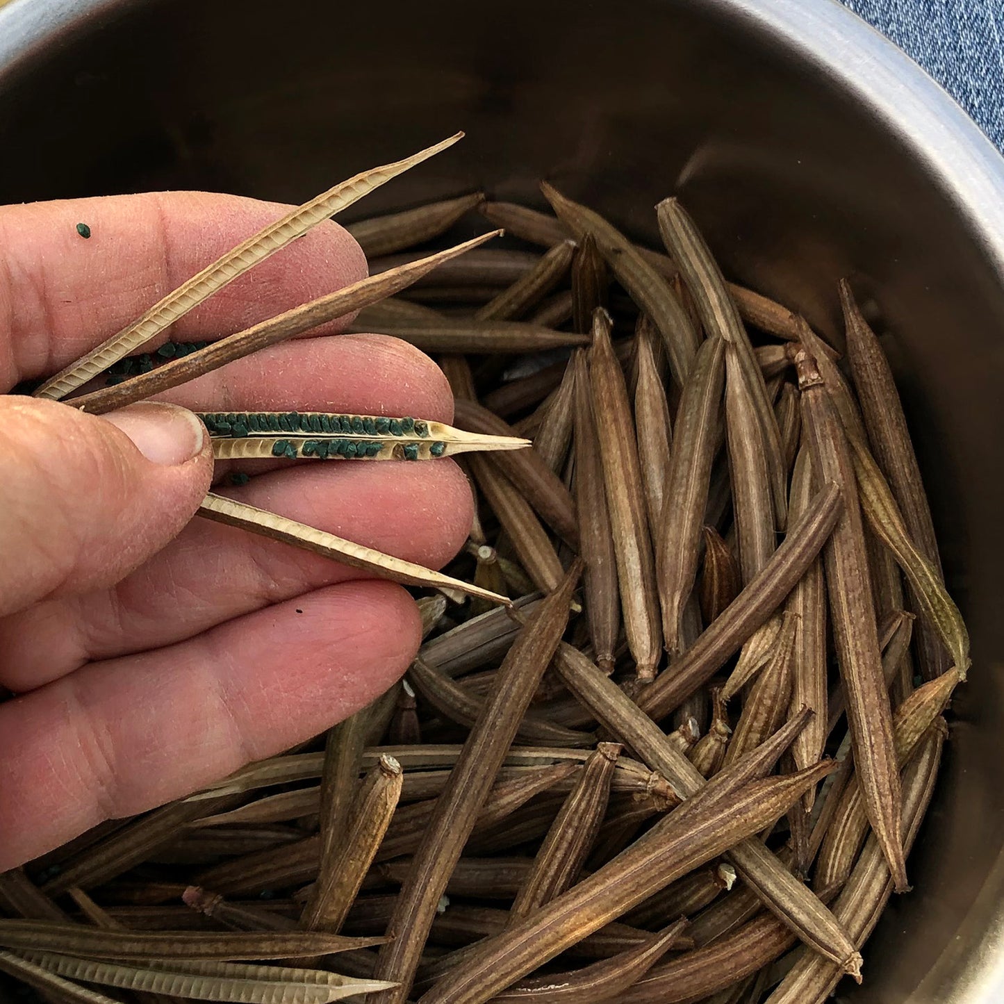 molokhia plant seeds Molokhia – Native-Seeds-Search