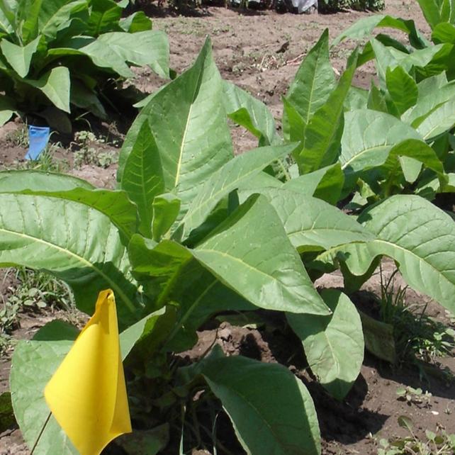 tobacco plant for sale Papante – Native-Seeds-Search