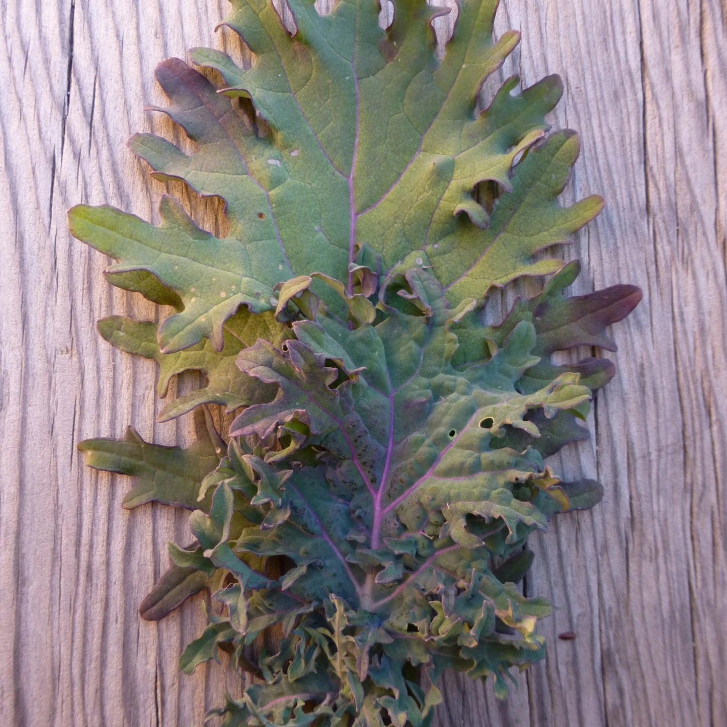 Red Russian Kale. Great for fall and winter gardens. Can withstand fall frosts  - makes a more tender, sweet, rich dark kale when cooked. also good raw. very disease resistant.