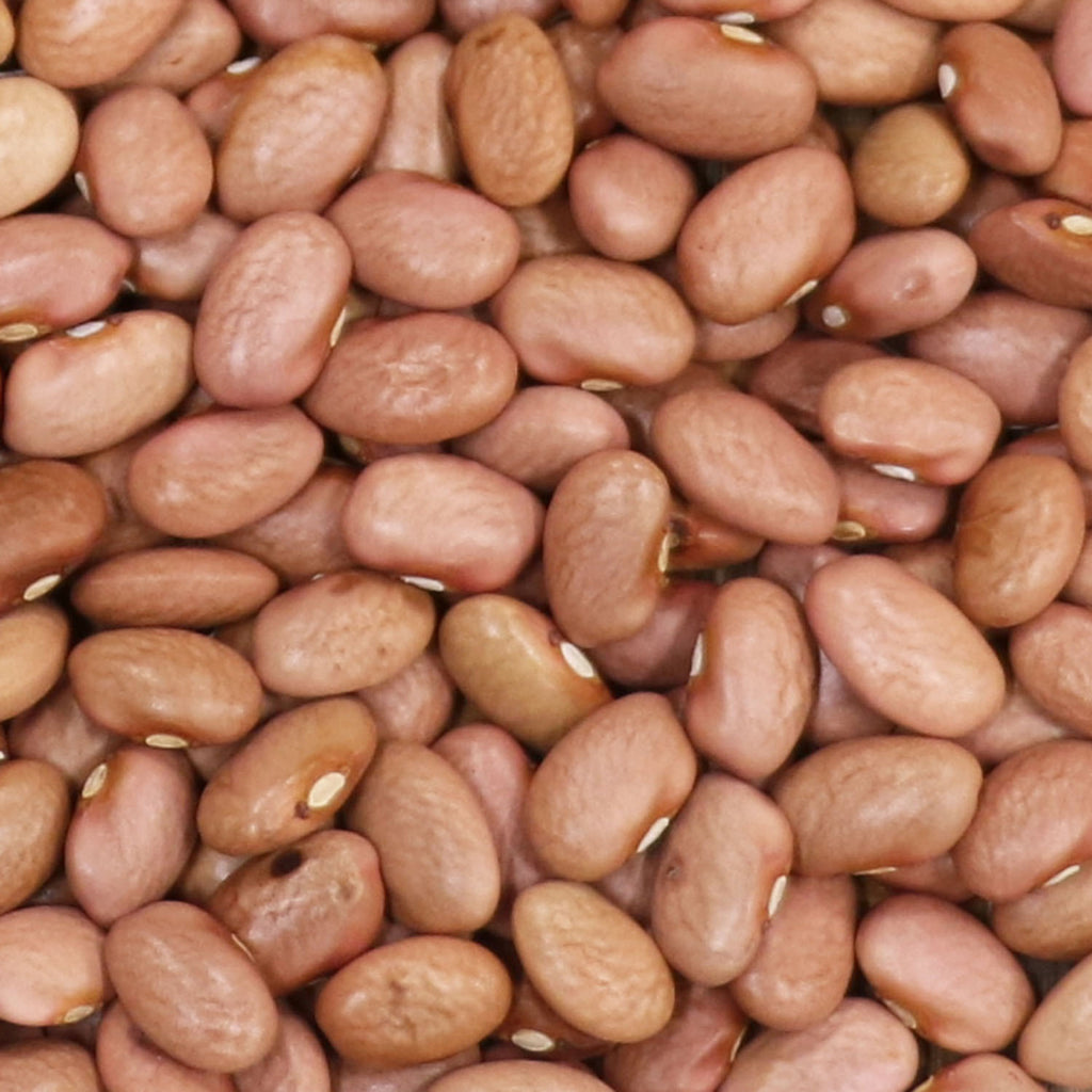 Beansページ New Mexico Bolitas – Native-Seeds-Search