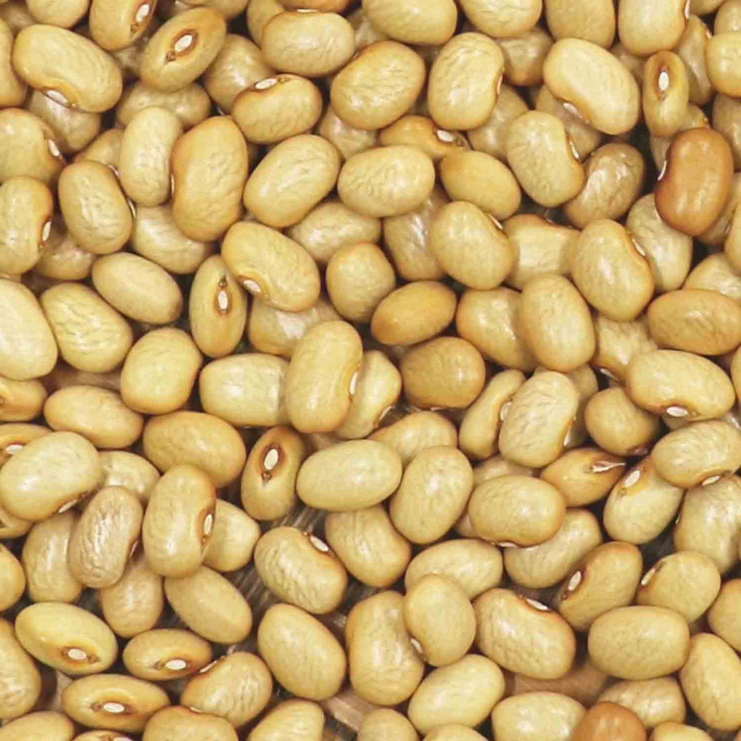 bolas maycoba beans for high desert