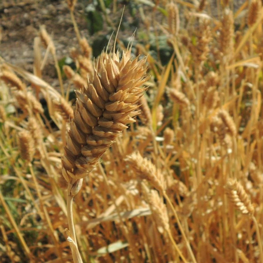 wheat plant seeds Pima Club – Native-Seeds-Search
