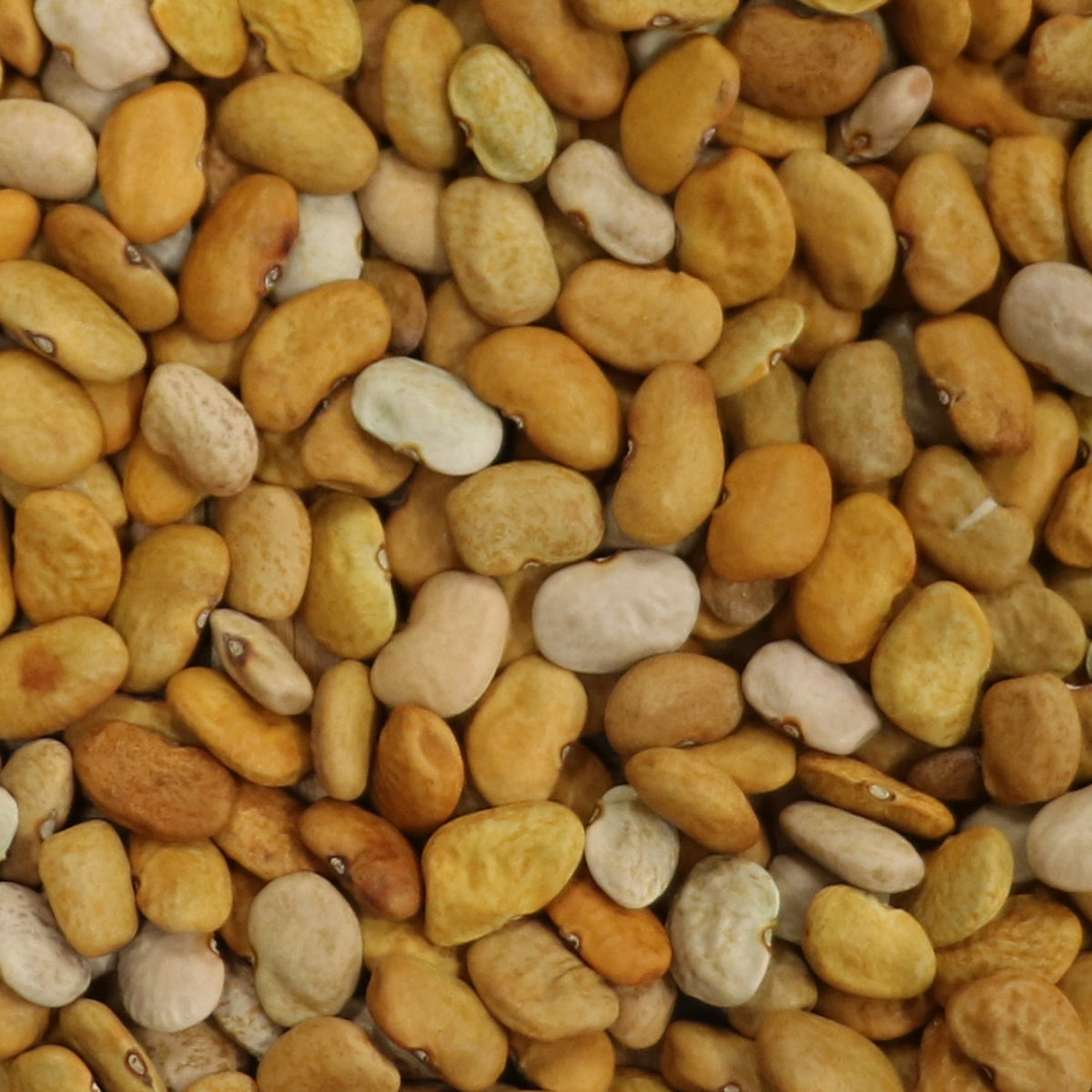 light brown tepary bean