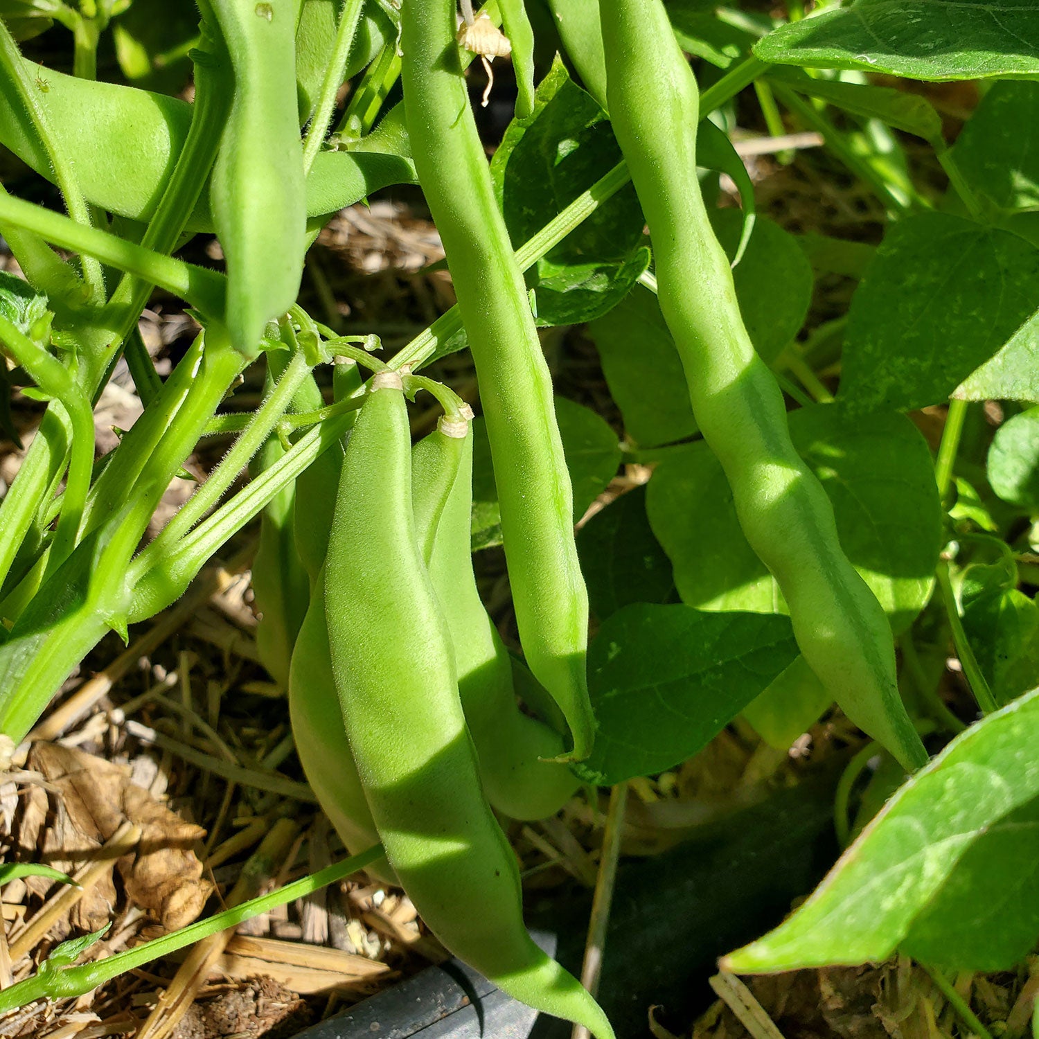Seeds > Beans - Common – Native-Seeds-Search