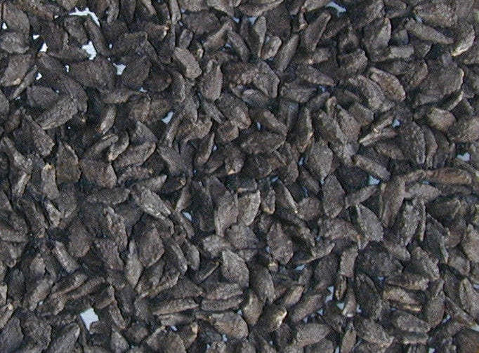 devil's claw plant seeds for sale San Carlos Apache Wild Devil's Claw – Native-Seeds-Search