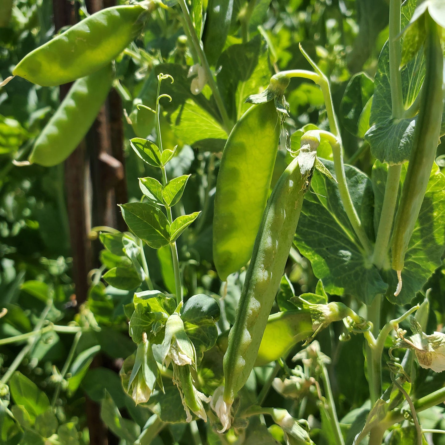 young pea pods growing on pea plants, lit by sunshine