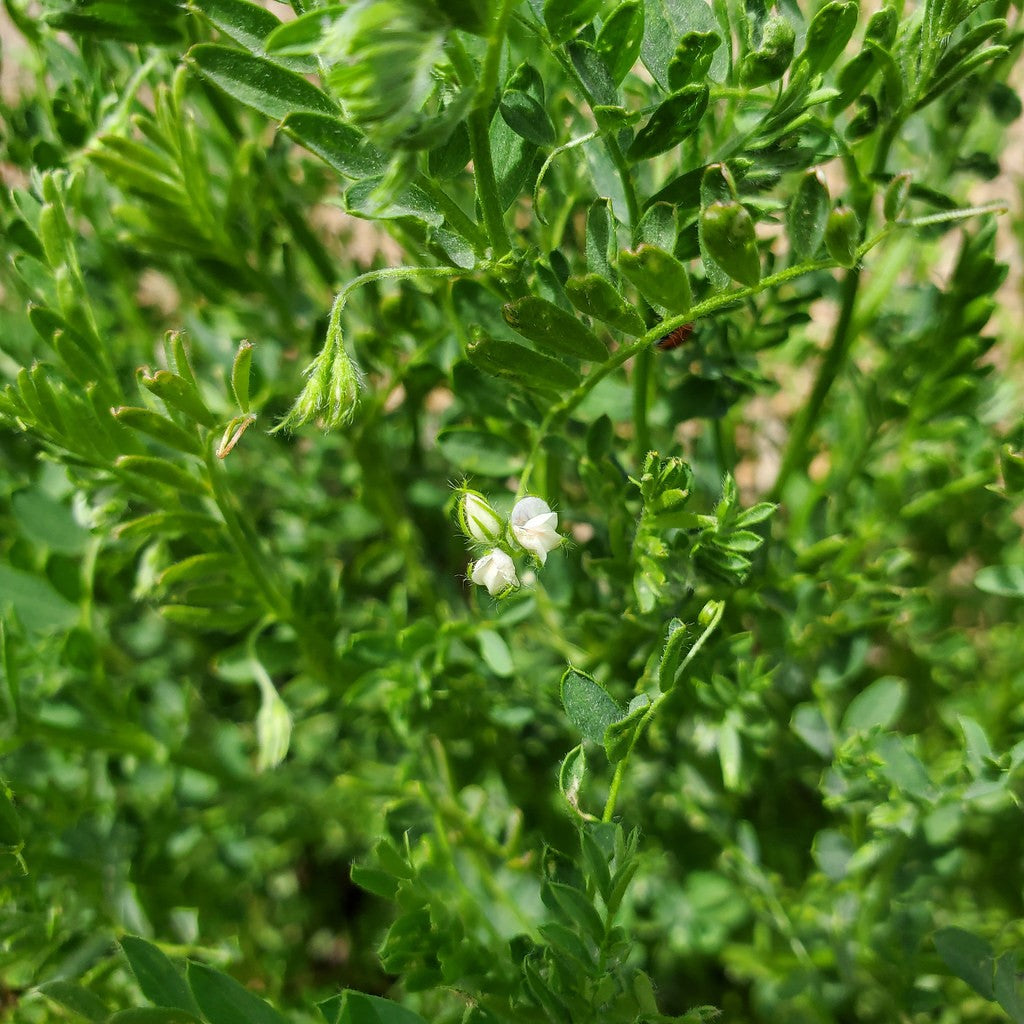 The small round pinkish-tan lentil seeds are borne in tiny pods on small attractive plants about a foot tall. A cool season plant in the low desert. Very productive in our 2022 winter-spring growout in Tucson. Originally collected from Chihuahua, Mexico. From our Seed Bank Collection.