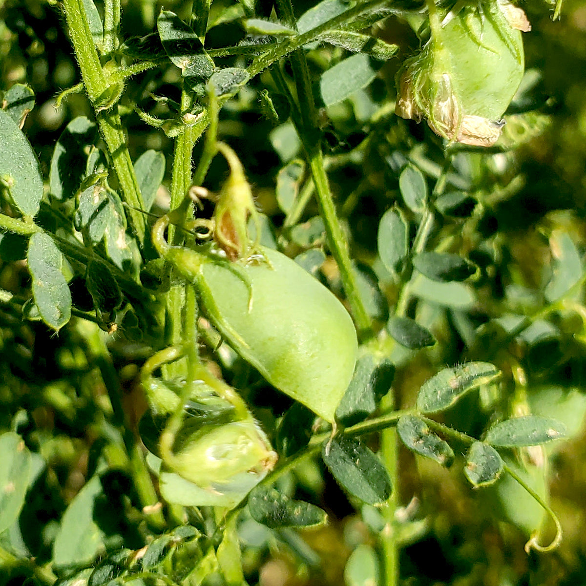 lentil seed plant Rarámuri Pinks