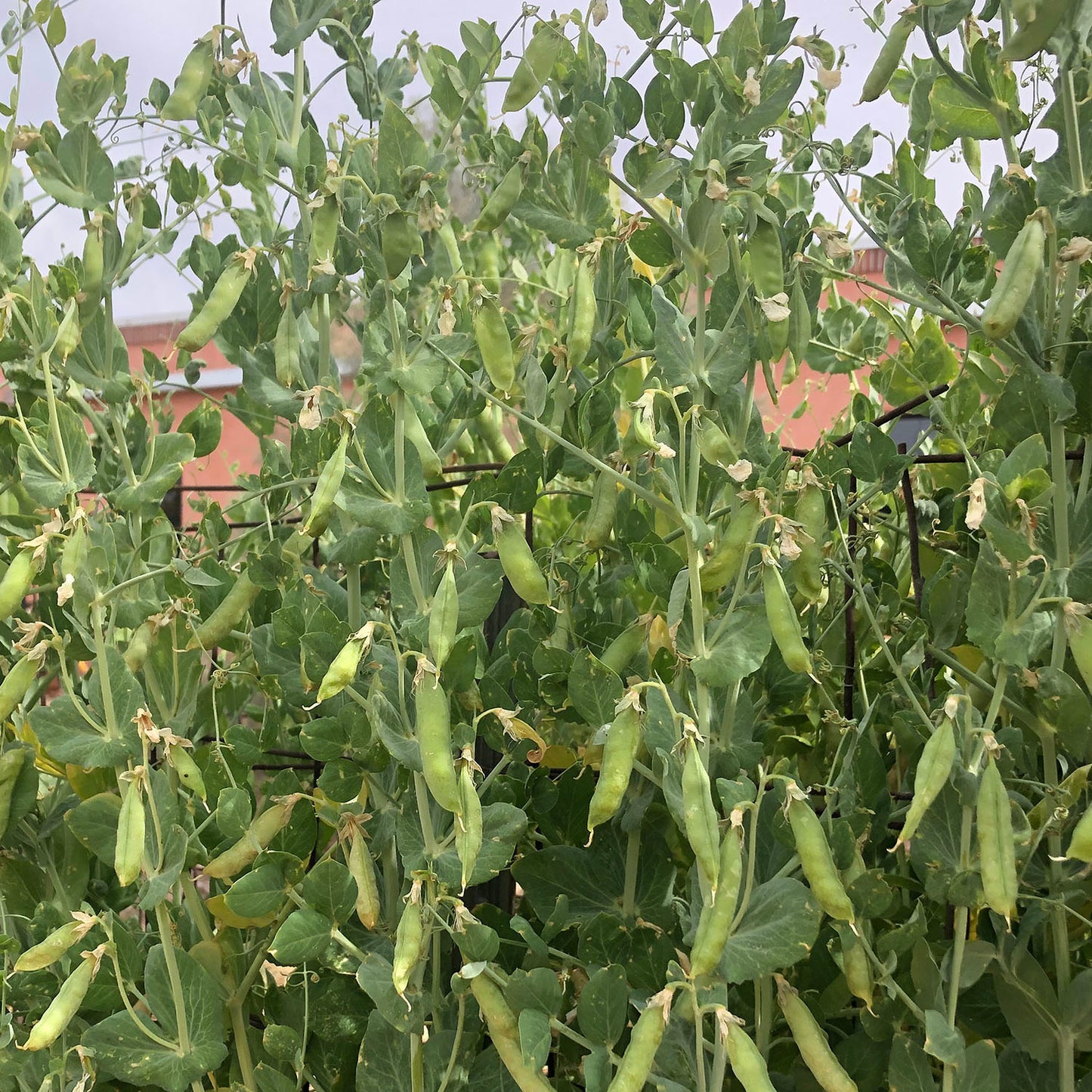 Load image into Gallery viewer, tall pea plants with many ripe pea pods
