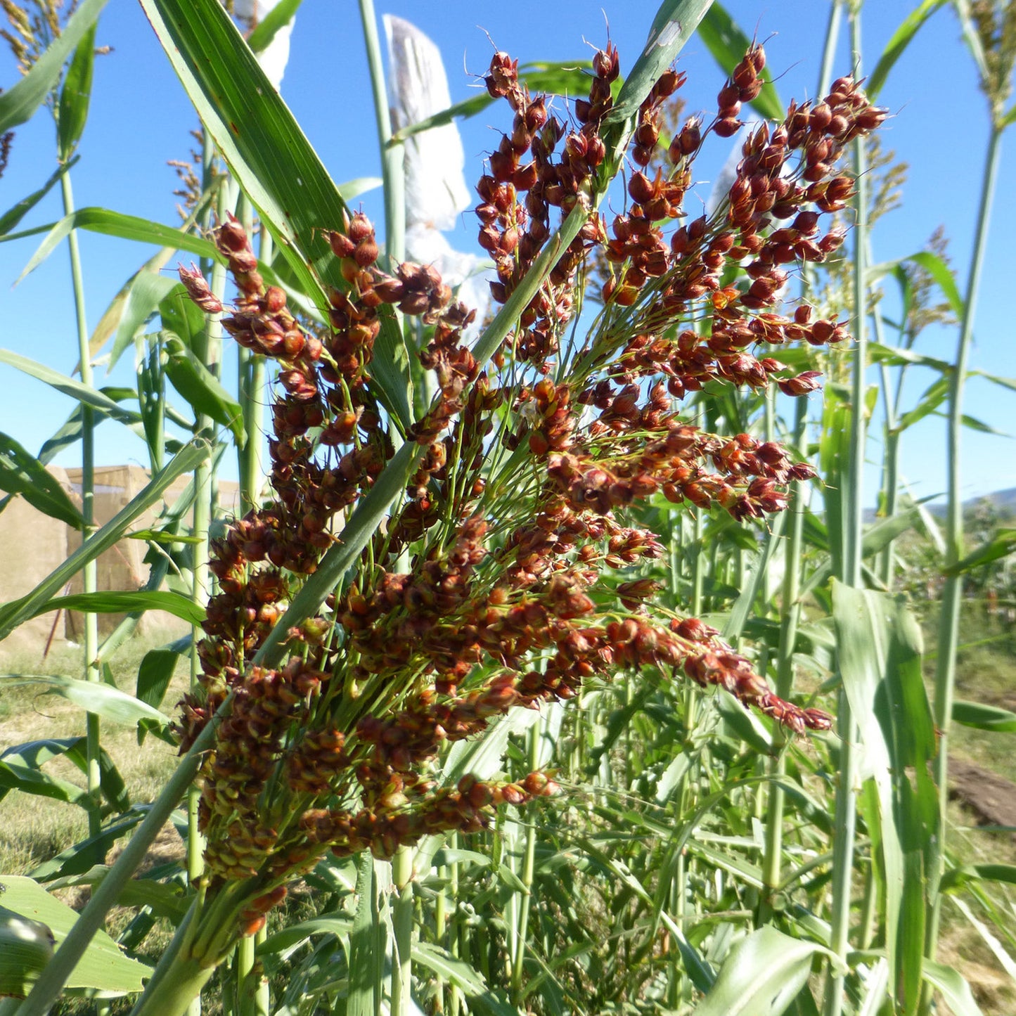 Red Millet Plant