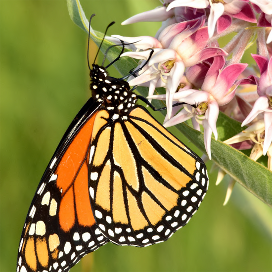 Load image into Gallery viewer, Showy Milkweed
