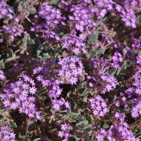 Sand Verbena are a purple wildflower. They are frequently found in sandy washes and can flower year-round. 