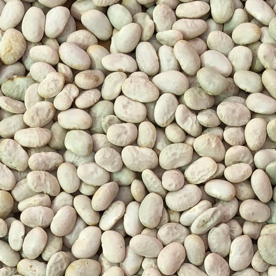 Phaseolus acutifolius.&nbsp; Early-maturing small to medium-sized beans from the Gila River Reservation and vicinity. Descended from one of our earliest tepary bean collections. &nbsp;From our Seed Bank Collection.