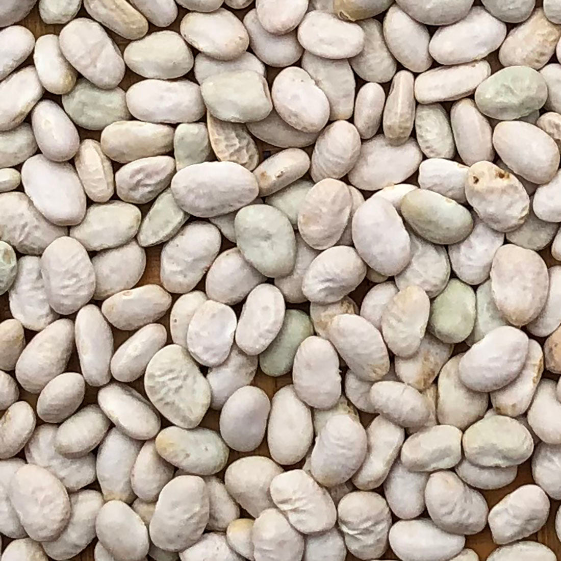 Santa Rosa White – Native-Seeds-Search