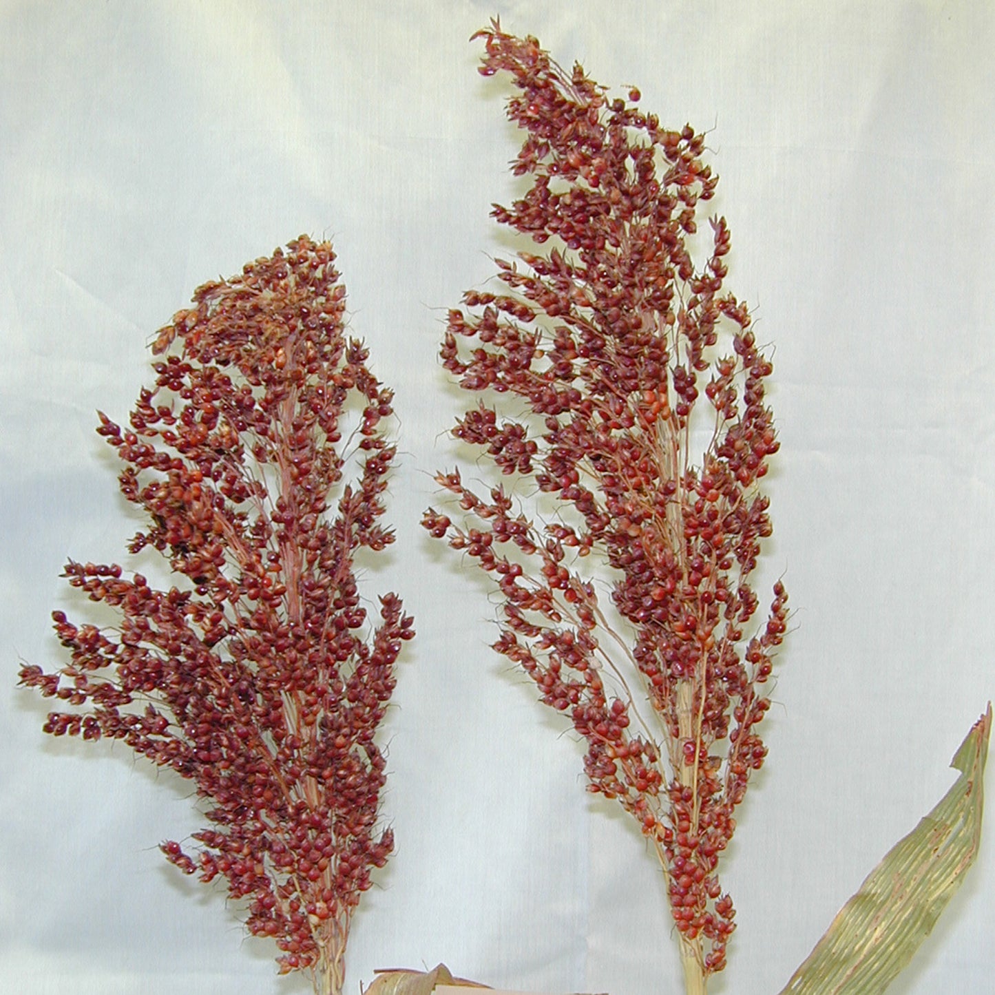 Gambo E Semi Del Sorgo Dolce - Combustibile Biologico Ed Alimento - Orizzontale Fotografia Stock - Foto 8
