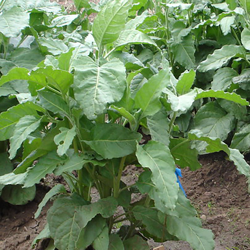 Santo Domingo Punche' – Native-Seeds-Search