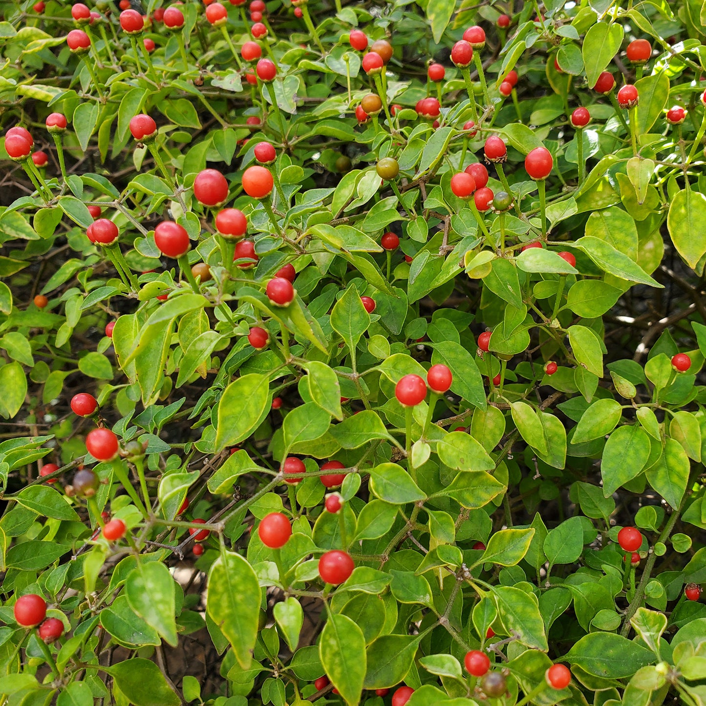 planting chiltepin seeds Sonoran – Native-Seeds-Search
