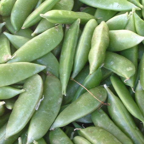 Sugar Ann Snap Pea Seeds – Sweet & Crunchy Heirloom Veggie, Easy To Grow!