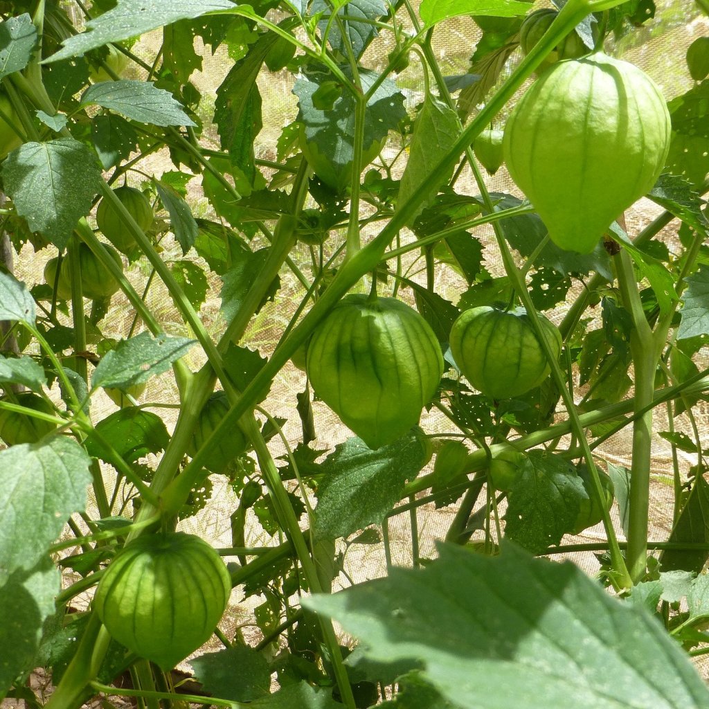 Large, husked tomatillos. Great for making salsa verde