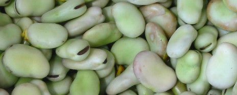 Load image into Gallery viewer, broad windsor fava bean seeds
