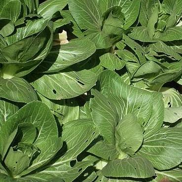 pak choi mild cabbage good for stir fry