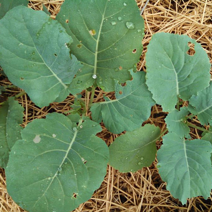planting georgia collards seeds Georgia Collards – Native-Seeds-Search