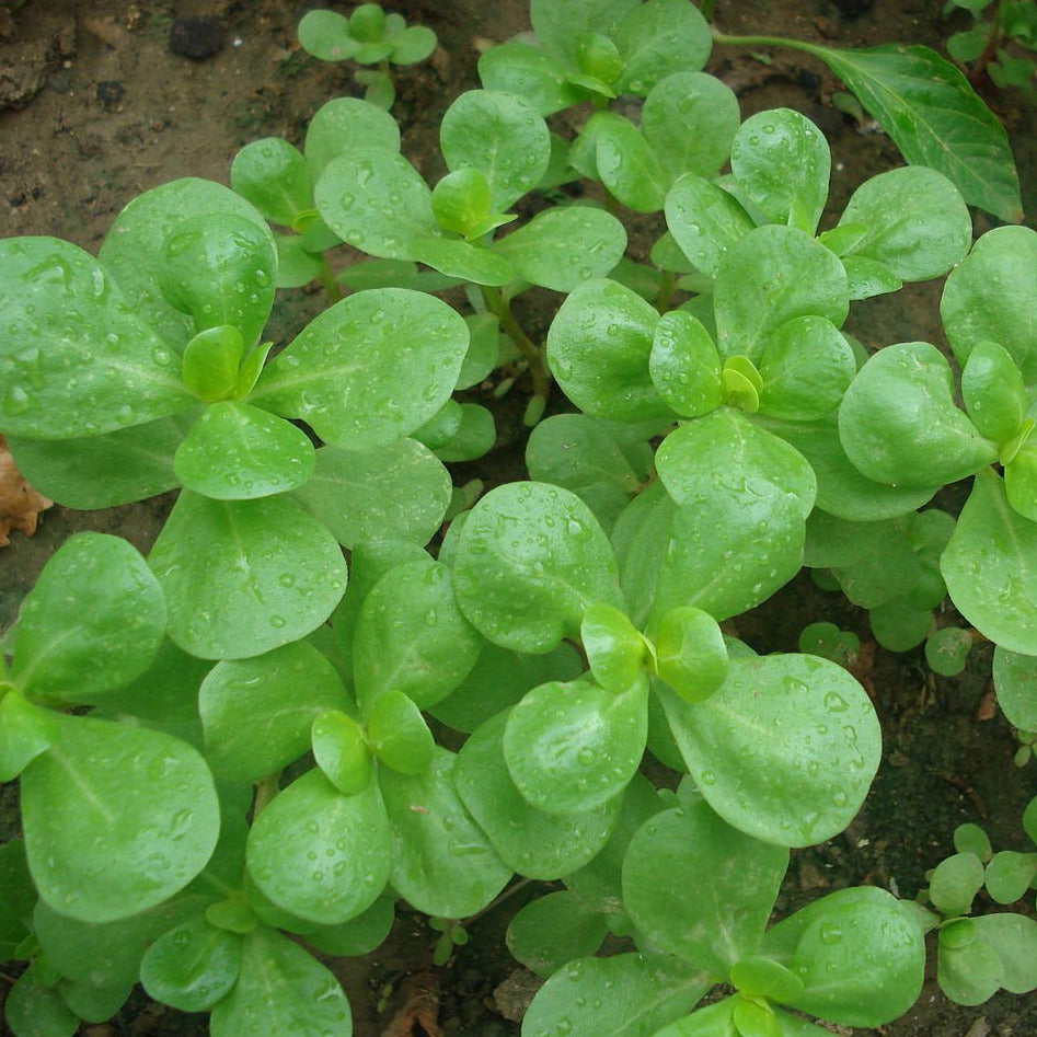 purslane plant seeds Golden Purslane