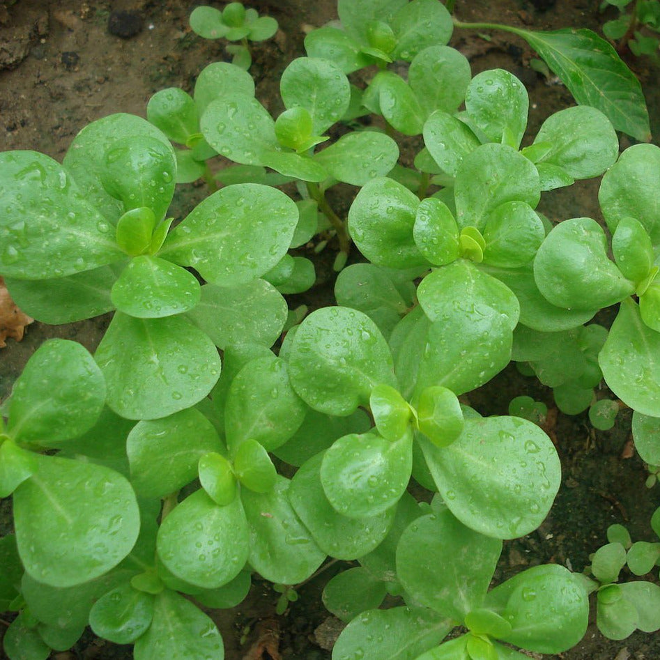 Load image into Gallery viewer, Golden Purslane
