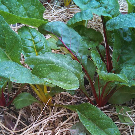 This chard is beautifully ornamental in the garden or on the plate, and tastes great too! Mix includes seeds for yellow, magenta, deep red, light pink, and white stemmed plants. All have deep-green, savoyed leaves. Try the young leaves are wonderful raw in salads and sandwiches, or steam or stir fry the larger leaves. The stems also have a crisp and delicate flavor.   Organically grown.  Approx. 4g/200 seeds per packet.