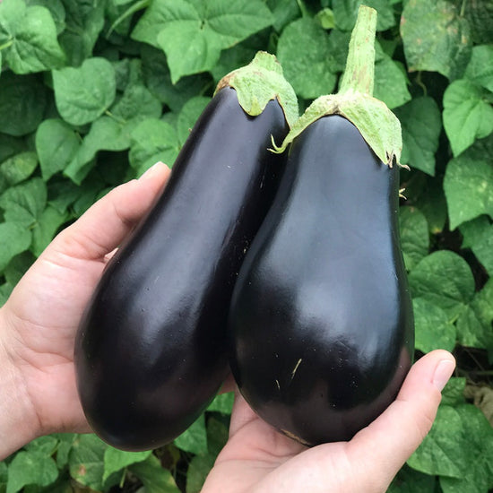 Black beauty eggplant. It is one of the world's most common eggplant because of its large size, approximately six inches