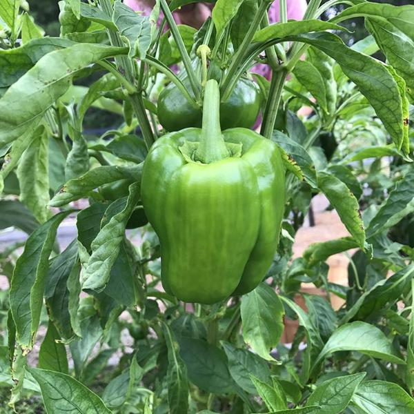 california wonder heirloom bell pepper