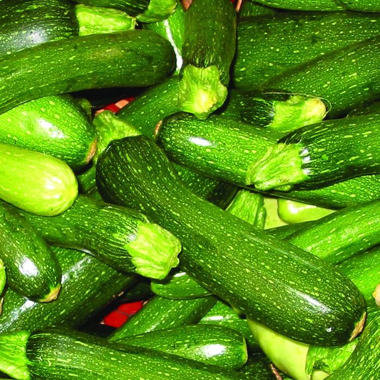 Grey Zucchini – Native-Seeds-Search