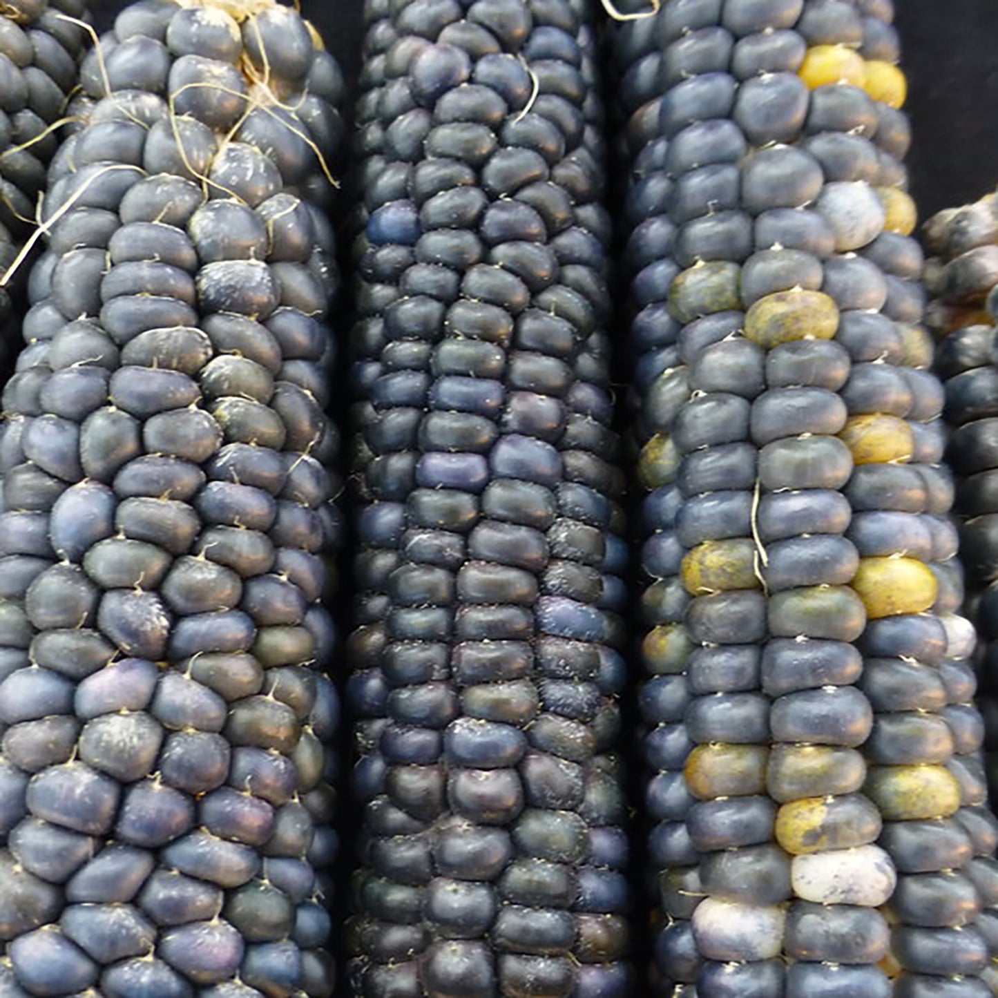 Taos Blue Corn