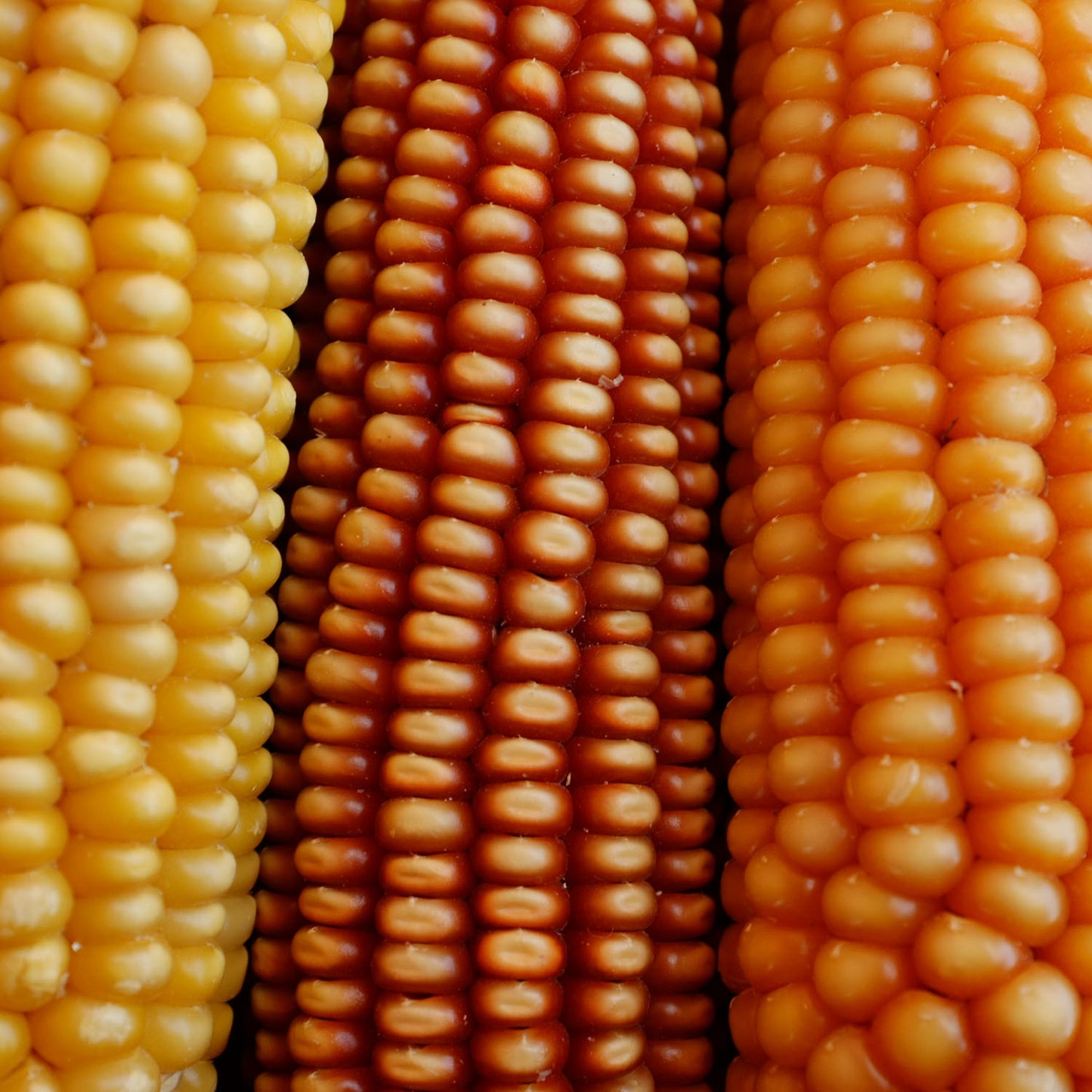 tarahumara cacareno corn