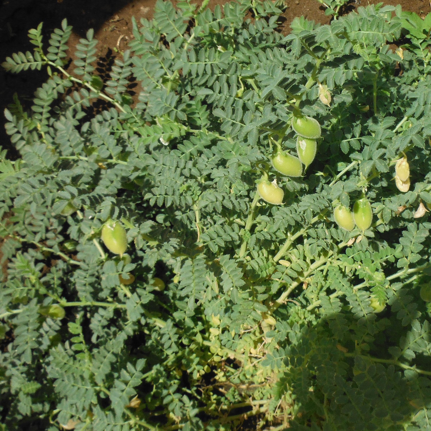 NASR > Rarámuri – Page 2 – Native-Seeds-Search