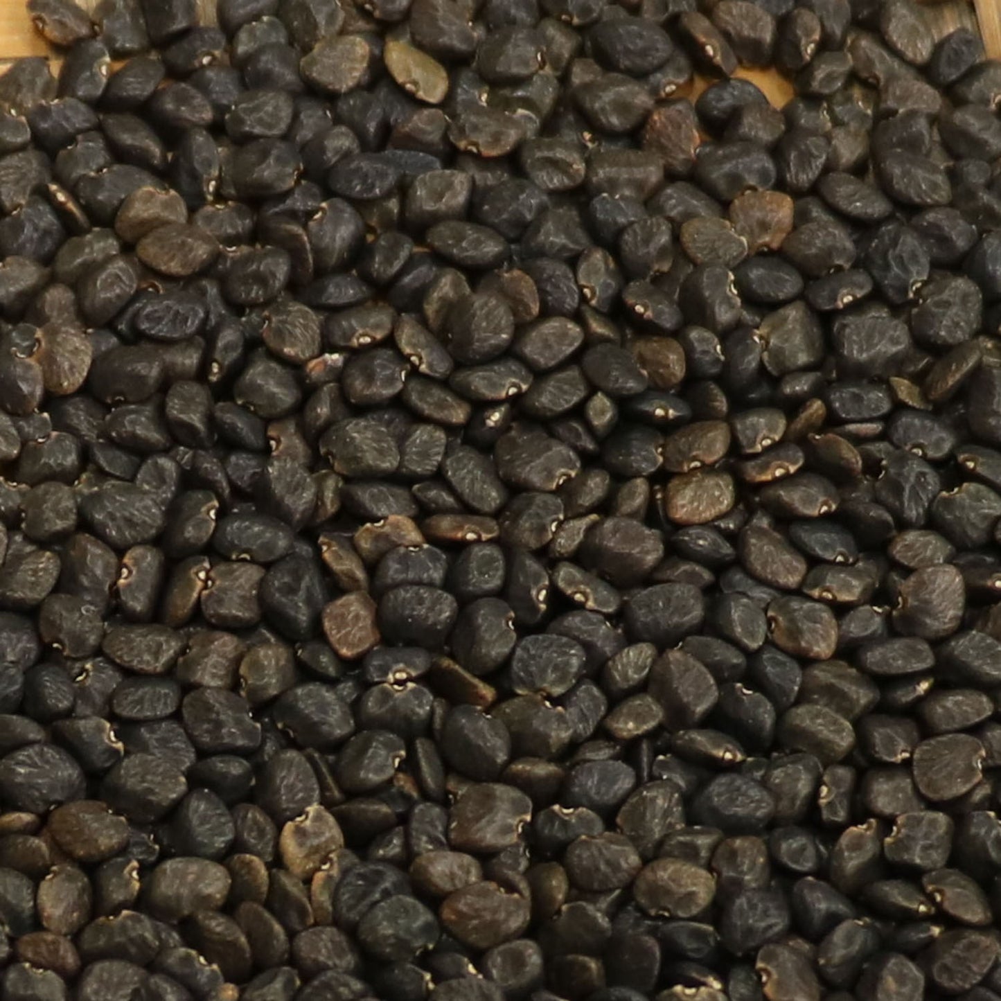 black tepary bean