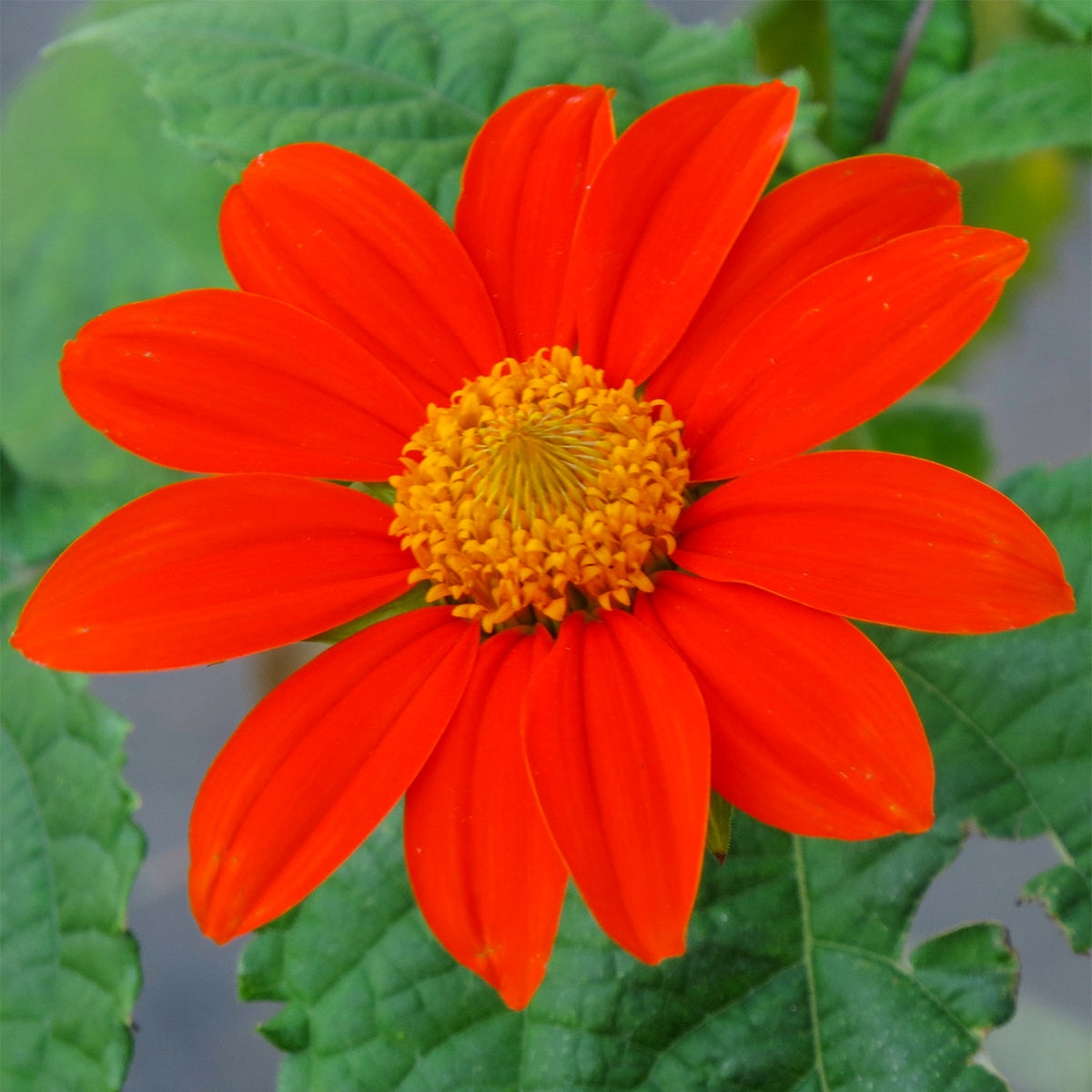 Vigorous plants thrive in hot, dry weather. Can grow up to 72” tall, and produces showy bright orange flowers; You may find occasional plants with yellow or red flowers. Blooms midsummer to first hard freeze. Attracts beneficial insects. Though this plant is not native to the Southwestern U.S. we include it because of its cultural importance in the region.  Plant when the soil warms in the spring.