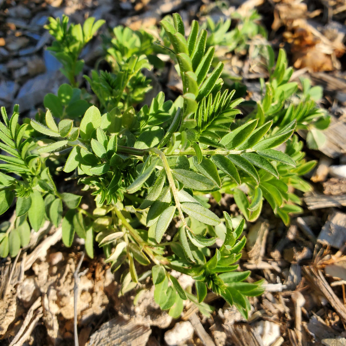 lentil plant seeds O'odham Lentil – Native-Seeds-Search