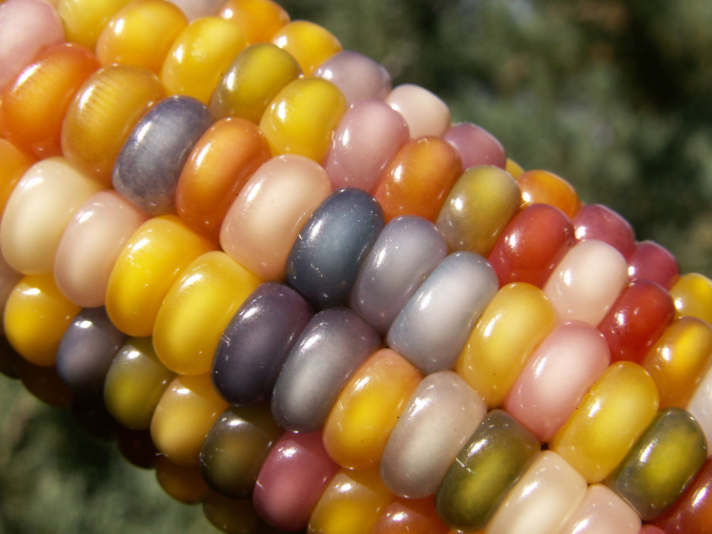 Glass Gem Indian Corn Seeds – 100 Heirloom Seeds – Rainbow Corn, Non-GMO, Open-Pollinated By Horswill Gardens