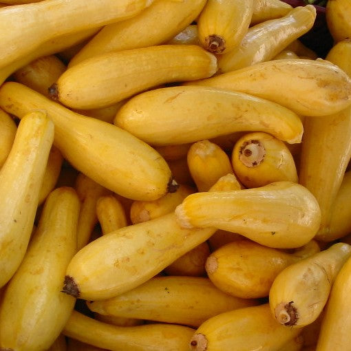 Yellow Crookneck – Native-Seeds-Search