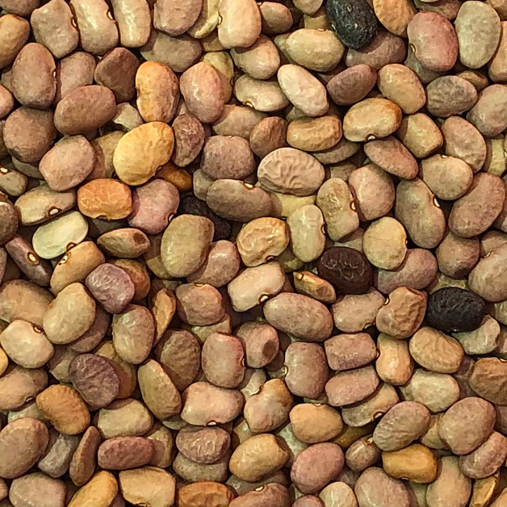 light brown flattish wrinkled seeds with some darker brown and black seeds