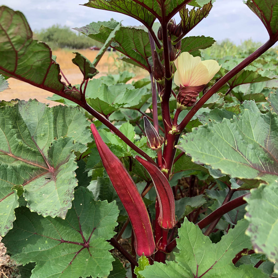 Seeds > Okra – Native-Seeds-Search