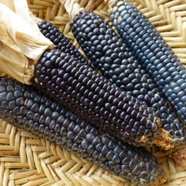 heat tolerant yoeme blue corn - good for making flour