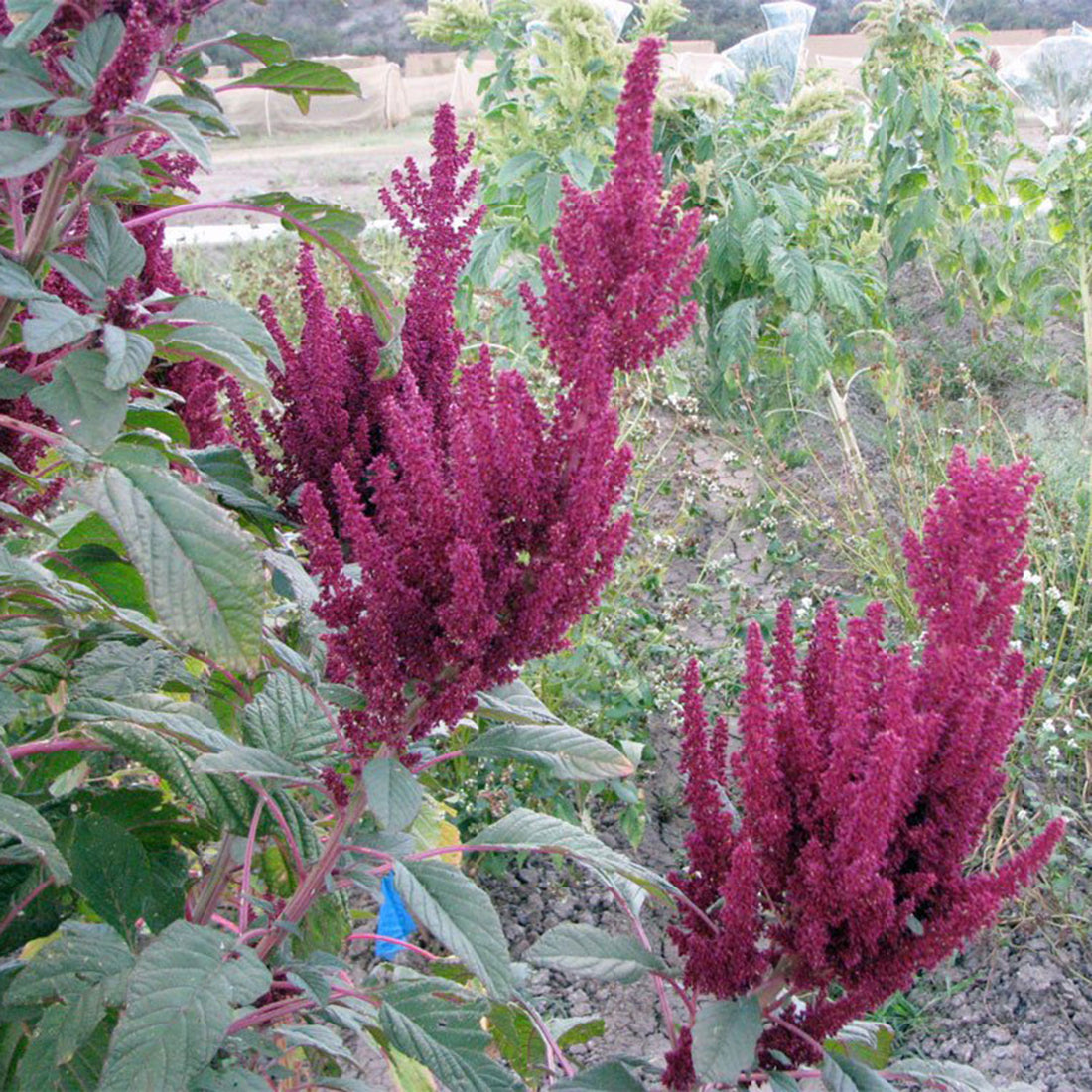 Seeds > Amaranth – Native-Seeds-Search